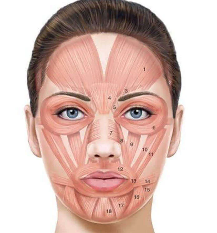 gimnasia facial para las arrugas