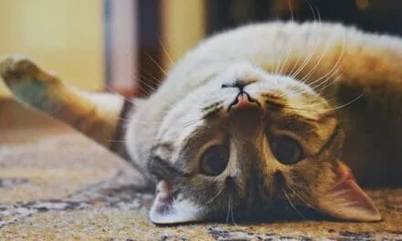 ¿Cómo Eliminar el Mal Olor del Arenero de los Gatos?